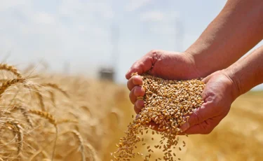 Сколько получат казахстанские аграрии за зерно нового урожая?