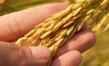 Что происходит? Порт Актау захлебнулся в зерне