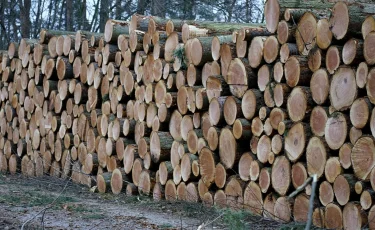 80 миллионов под откос: как в «Семей орманы» сгнил заготовленный лес