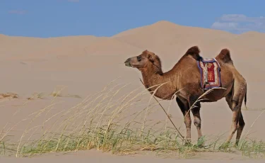 Верблюд затоптал ребёнка в Атырауской области