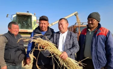 Алматы облысының Балқаш ауданында күріш жинау науқаны жүріп жатыр