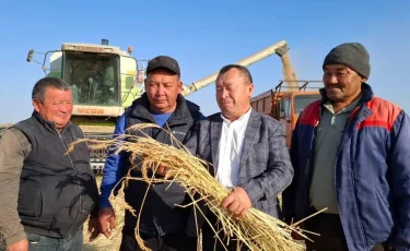 Аграрии Алматинской области собирают богатый урожай риса