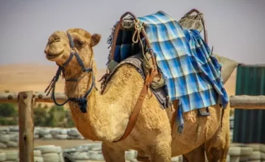 Құлсарыда баланы көшеде жүрген түйе таптап кетті