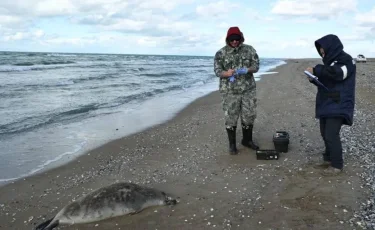 Каспий жағалауынан 100-ден аса итбалықтың өлексесі табылды