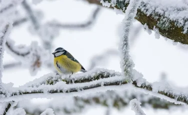 20 градус аяз: Елімізде алдағы күндері ауа райы қандай болады