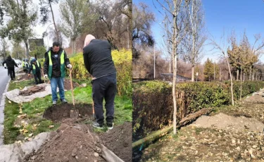 Алматыда бір ауданның өзінде 800 мыңға тарта ағаш егілді
