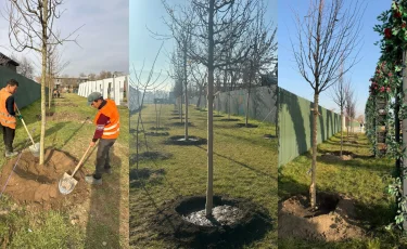 Алматыда биыл бір ауданның өзінде 1300 көшет отырғызылды