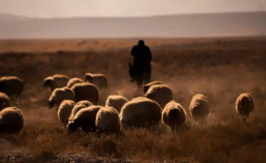 «Үш күндей тамақ ішпеген»: Жамбыл облысында 700 қойымен бірге адасып кеткен қойшы табылды