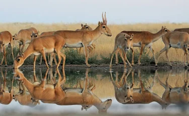 Қазақстанда киік саны келесі жылы 5 миллионға жетеді