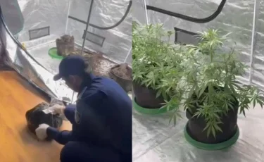 Алматыда құрамында есірткі заттары бар өсімдіктер өсірілген пәтер анықталды