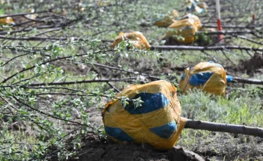 Алматыда көшет отырғызу жұмыстары жалғасып жатыр