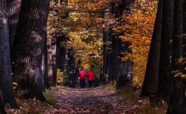 Алматыдағы Баум тоғайын қайта жаңғырту барысында мыңға жуық ағаш егіледі