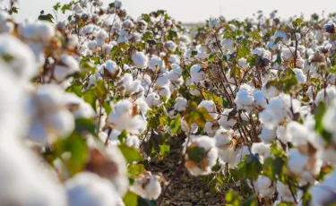 Түркістан облысында ауыл шаруашылығында 1,1 трлн теңгенің өнімі өндіріліп, өңір республикада көш бастады