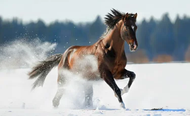 2026 жыл несімен ерекшеленбек? Жылқы жылы туралы түсінік