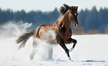 Батыс Қазақстанда аяздан мал қырылып жатыр
