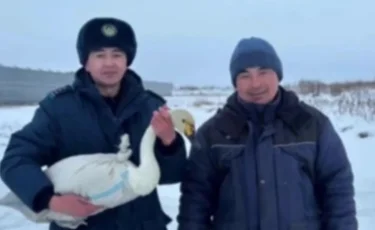 ШҚО-да ауыл тұрғыны мен полицейлер жаралы аққуды құтқарды