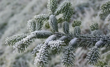 Ослабление морозов ожидается на севере и востоке Казахстана 29 декабря