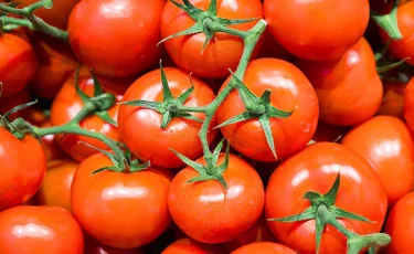 Особо опасный вирус томатов пытались завезти в Казахстан