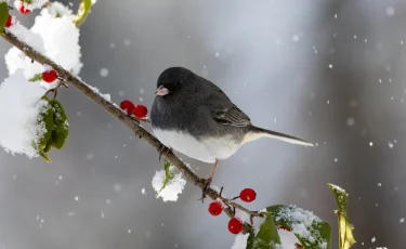Казахстан ждёт потепление: морозы ослабнут по всей стране