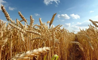 Әлемдік азық-түлік дағдарысы: Қазақстанның астық экспорты қалай өзгерді?