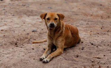 Закон необходим: регулирование бездомных животных требует системных мер