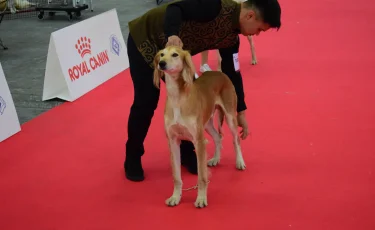 Казахский тазы триумфально представлен на World Dog Show 2026 в Болонье